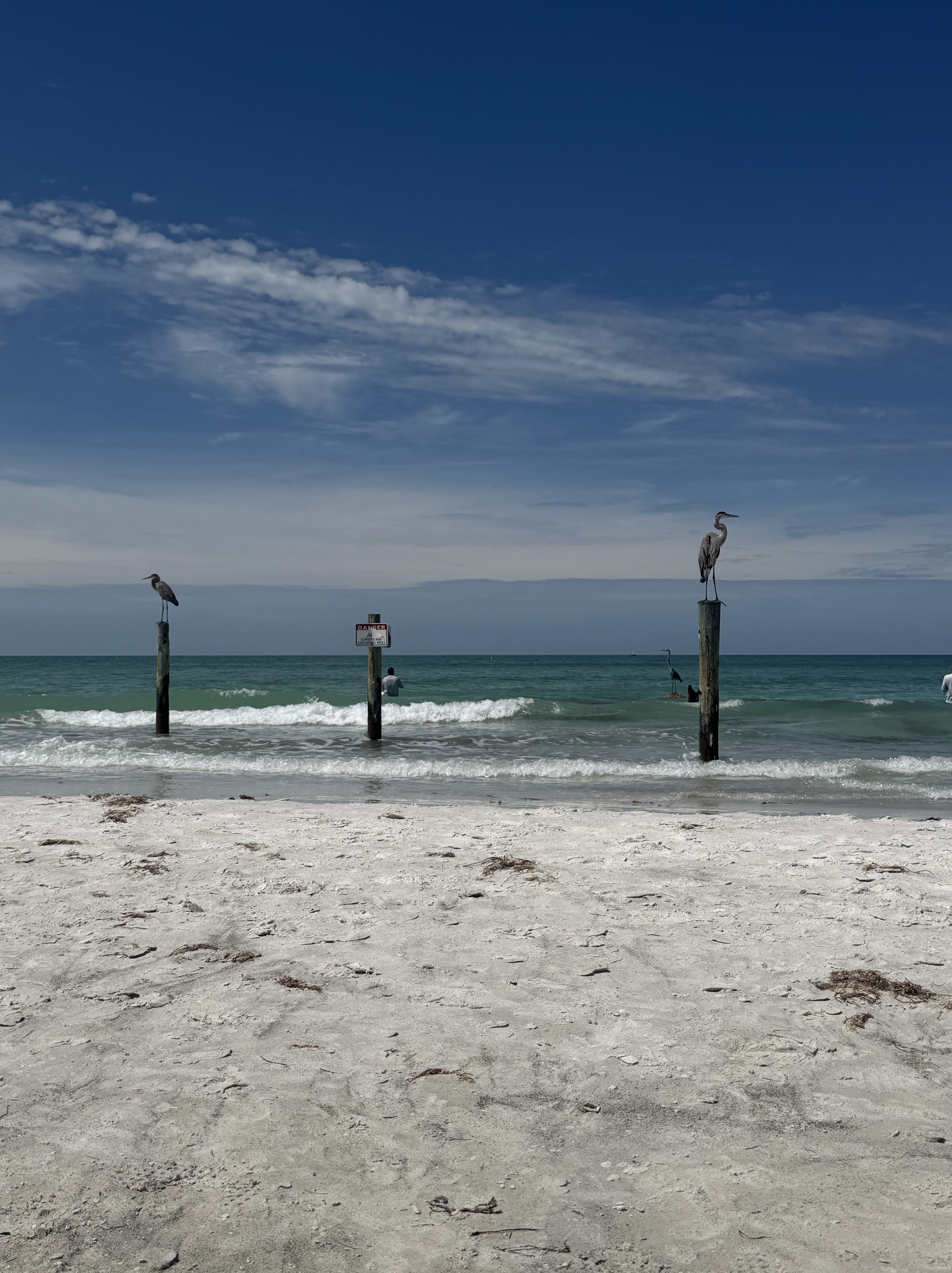 Herons perched on wood pilings along the Florida waterfront